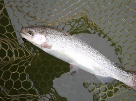 大安トラウトレイク 釣果